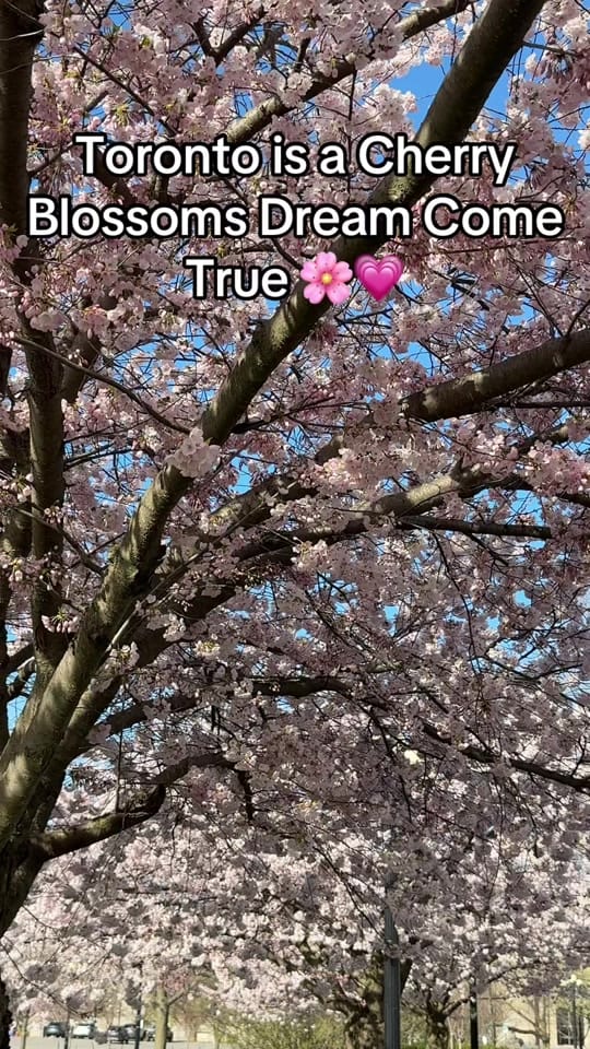 Post 10 by therealkentlam on TikTok (video)