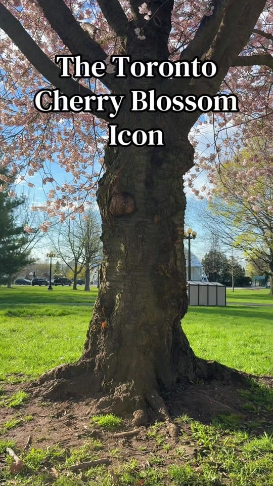 Post 9 by therealkentlam on TikTok (video)