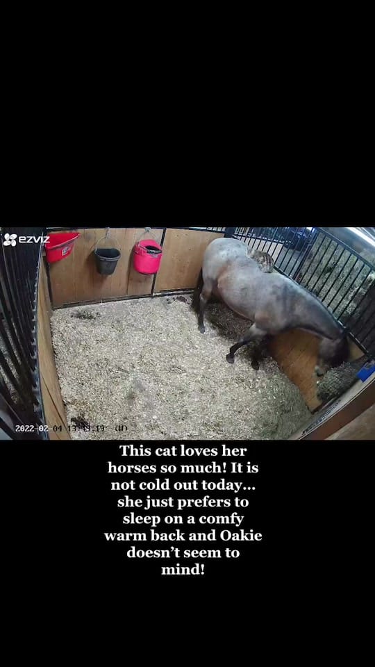 Post 3 by Canada Horse Podcast on TikTok (video)