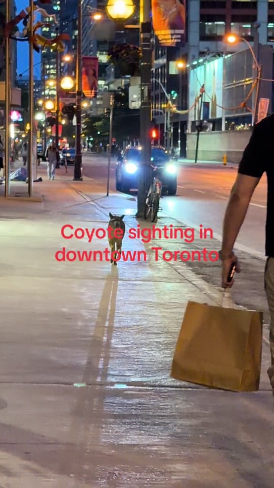 Post 5 by LaVieDou🌺🇱🇨🇨🇦 & Bisou🐶✨ on TikTok (video)
