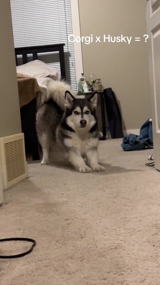 Post 8 by lunahuskycorgi on TikTok (video)