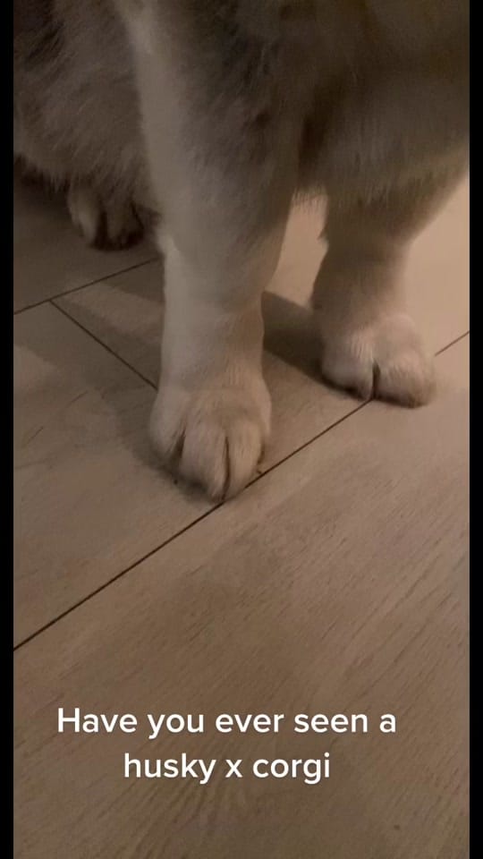 Post 10 by lunahuskycorgi on TikTok (video)