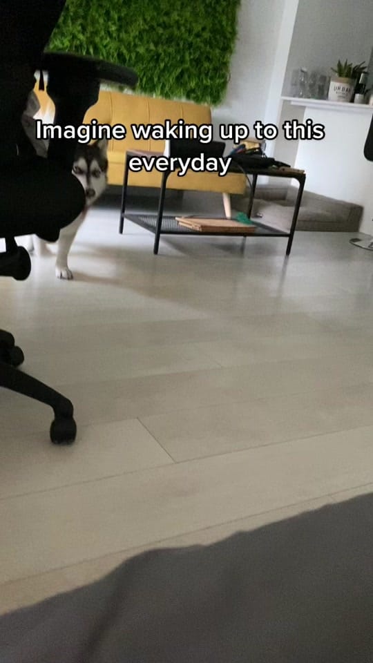 Post 9 by lunahuskycorgi on TikTok (video)
