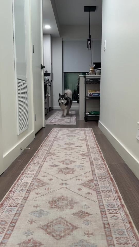 Post 5 by lunahuskycorgi on TikTok (video)