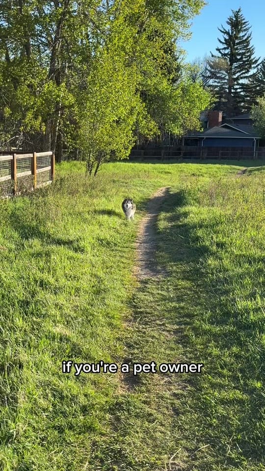 Post 1 by lunahuskycorgi on TikTok (video)