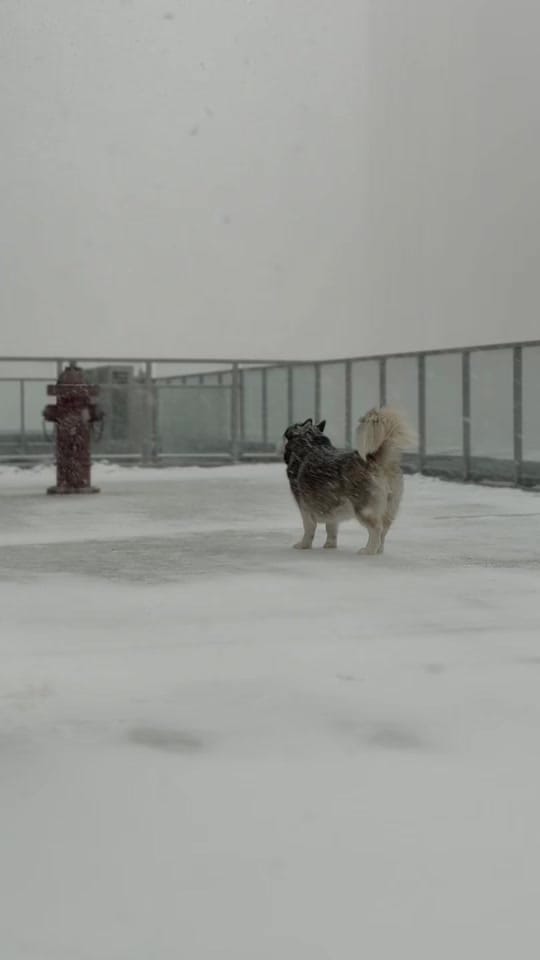 Post 7 by lunahuskycorgi on TikTok (video)