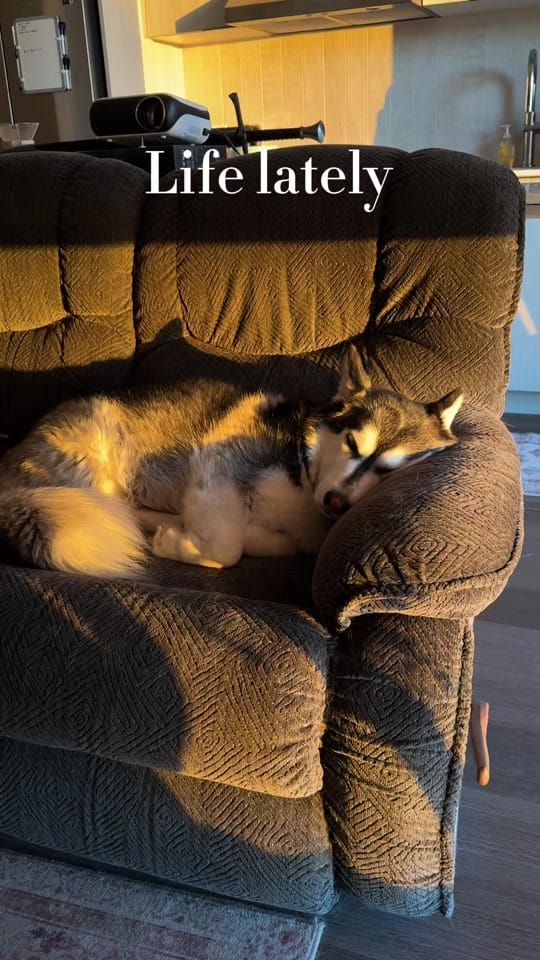 Post 4 by lunahuskycorgi on TikTok (video)
