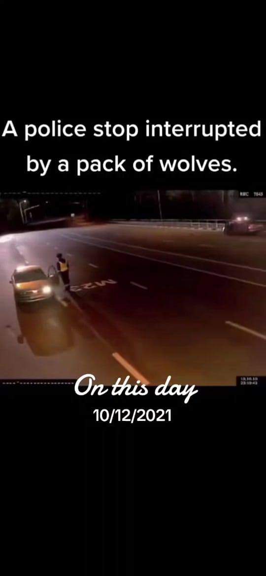 Post 2 by Albert Drgonzo Lee on TikTok (video)