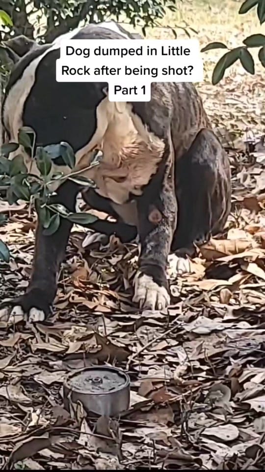 Post 10 by Albert Drgonzo Lee on TikTok (video)