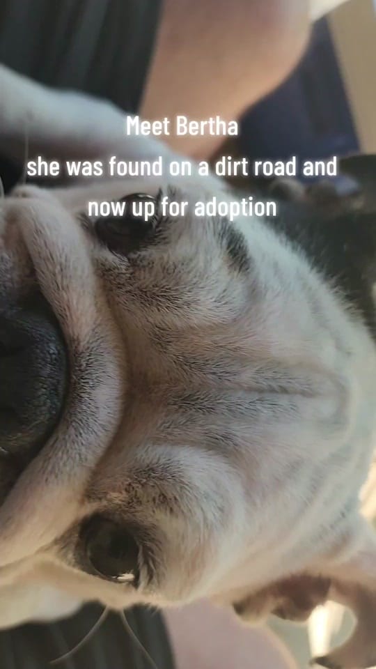 Post 8 by Albert Drgonzo Lee on TikTok (video)