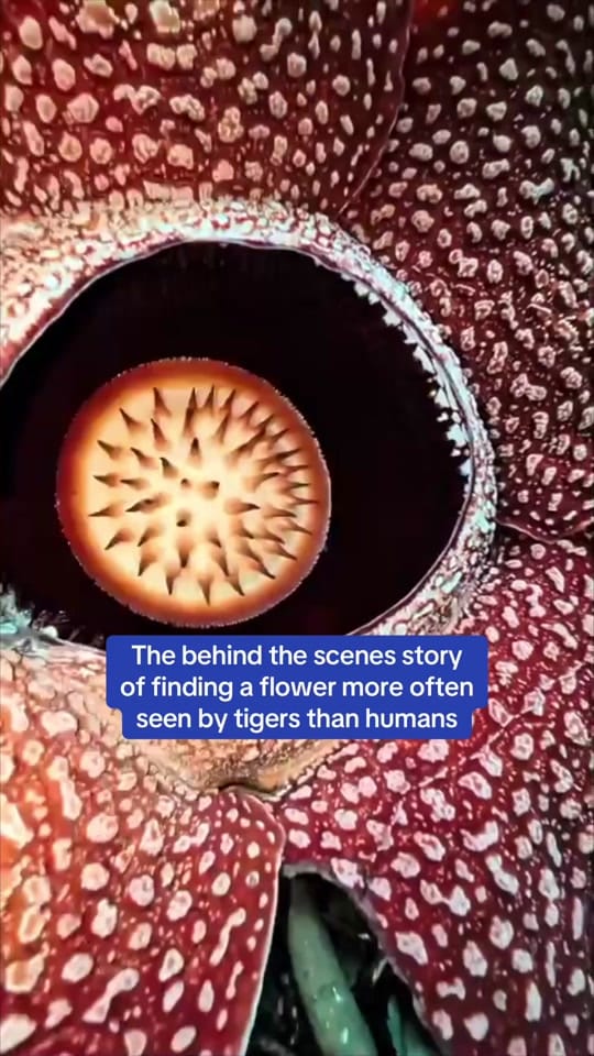 Post 9 by University of Oxford on TikTok (video)