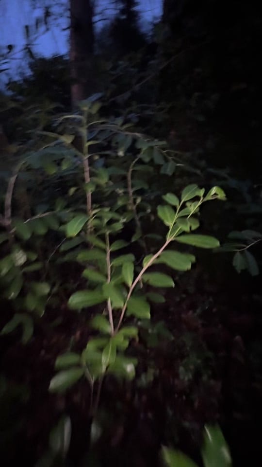 Post 5 by AbandonedNi on TikTok (video)