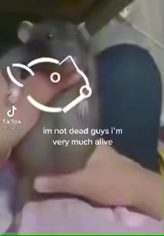 Post 3 by :) on TikTok (video)