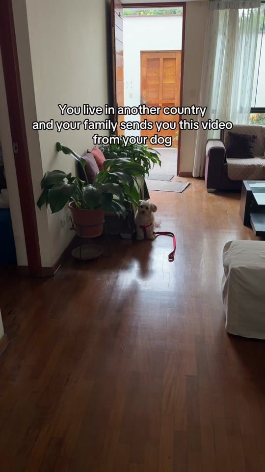 Post 7 by Alonso Garcia on TikTok (video)