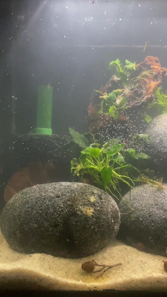 Post 2 by northern_fishkeeper🇨🇦 on TikTok (video)