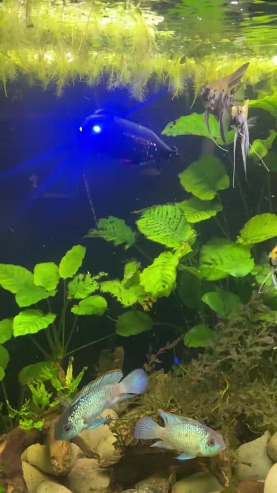 Post 4 by northern_fishkeeper🇨🇦 on TikTok (video)