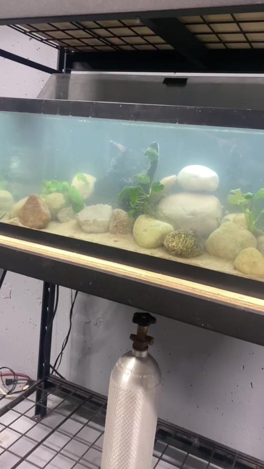 Post 3 by northern_fishkeeper🇨🇦 on TikTok (video)