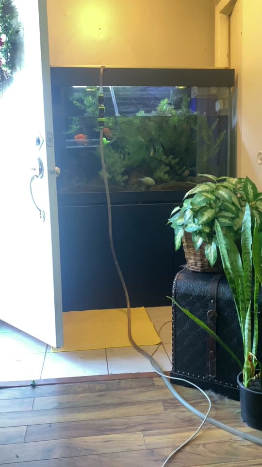 Post 8 by northern_fishkeeper🇨🇦 on TikTok (video)