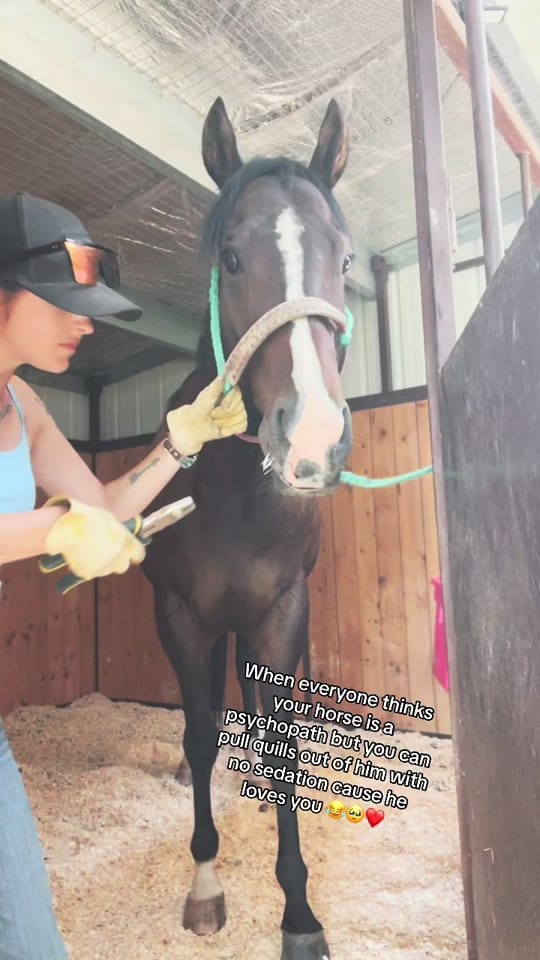Post 9 by kass 🖤 BRYK BARREL HORSES 🏁 on TikTok (video)