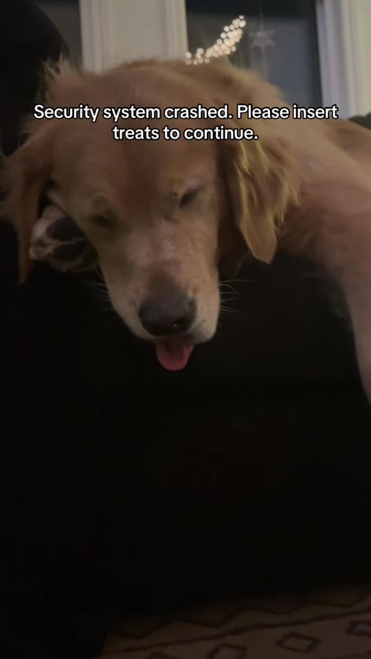 Post 7 by Life With Goldens on TikTok (video)
