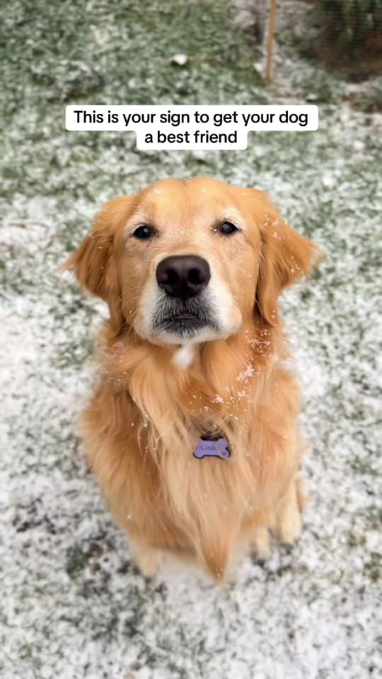 Post 10 by Life With Goldens on TikTok (video)