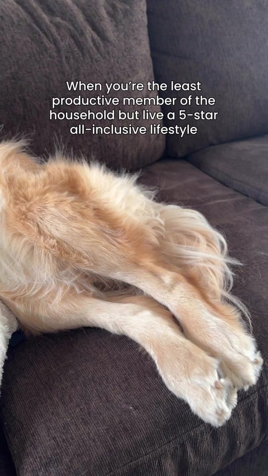 Post 1 by Life With Goldens on TikTok (video)