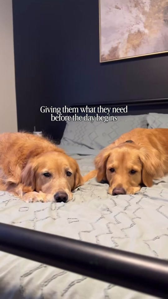 Post 8 by Life With Goldens on TikTok (video)