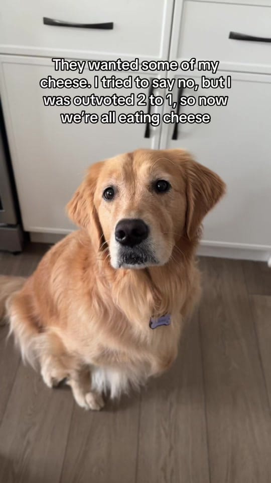 Post 5 by Life With Goldens on TikTok (video)