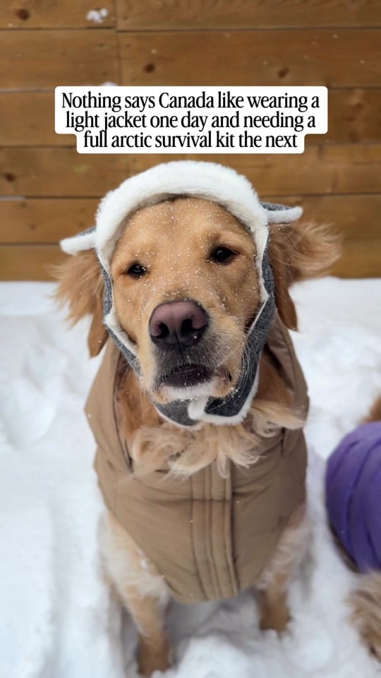 Post 3 by Life With Goldens on TikTok (video)