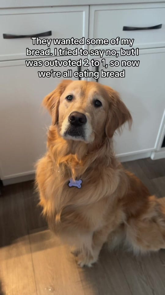 Post 4 by Life With Goldens on TikTok (video)