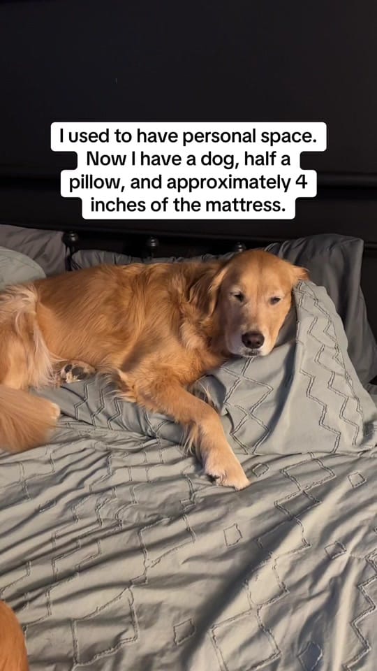 Post 6 by Life With Goldens on TikTok (video)