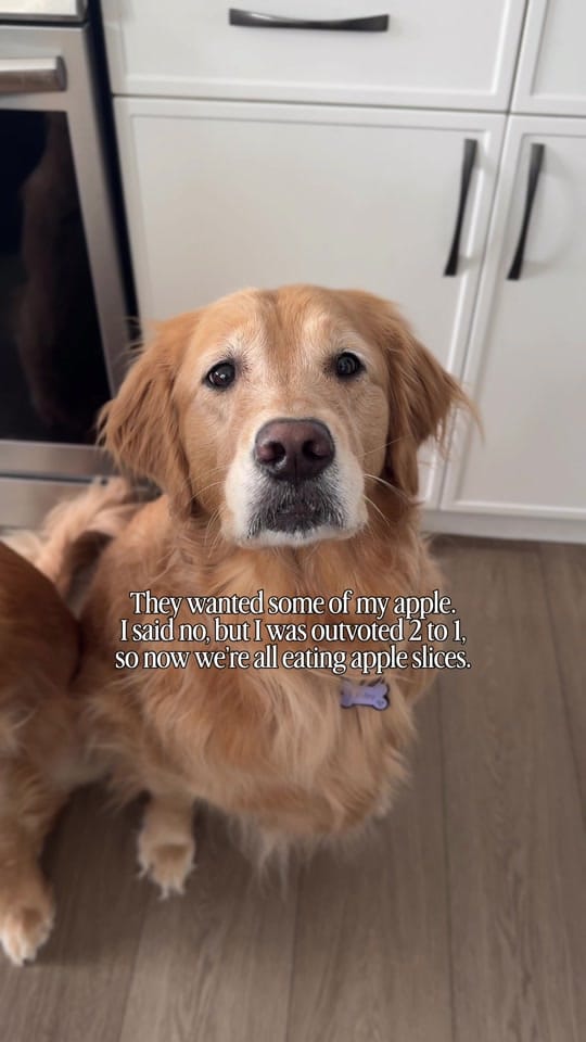 Post 2 by Life With Goldens on TikTok (video)