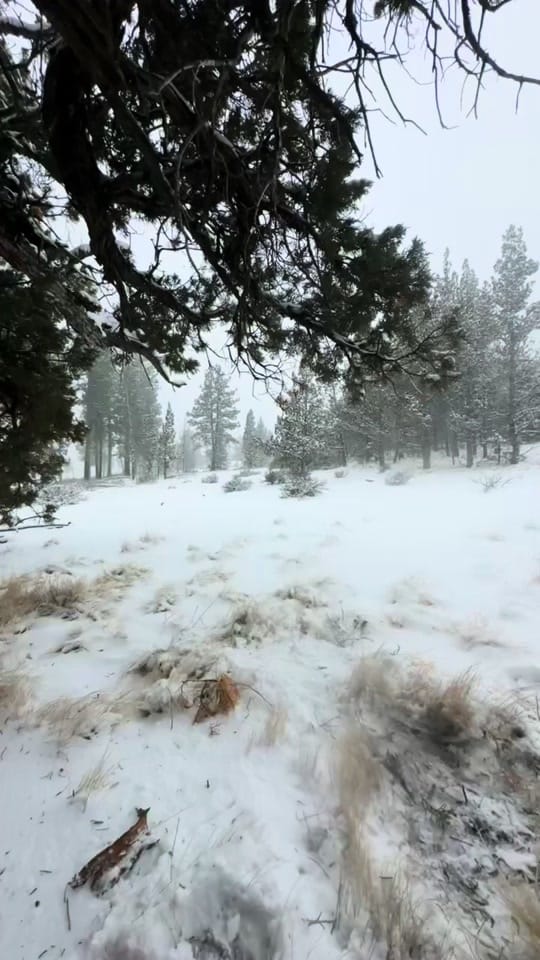 Post 4 by Ryan Willison on TikTok (video)