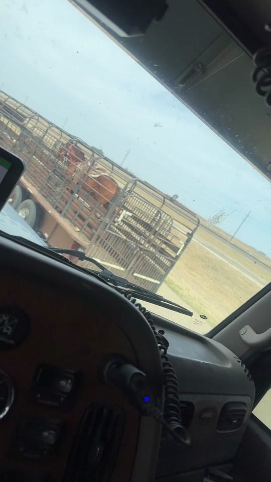 Post 7 by Cow Capone on TikTok (video)