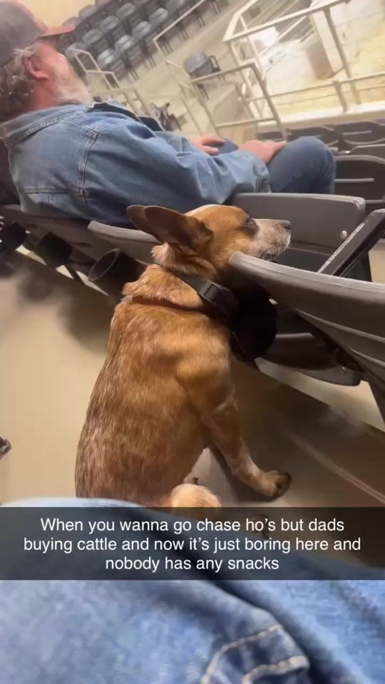 Post 8 by Cow Capone on TikTok (video)