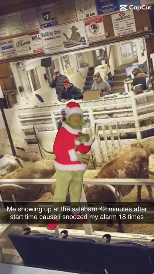 Post 9 by Cow Capone on TikTok (video)