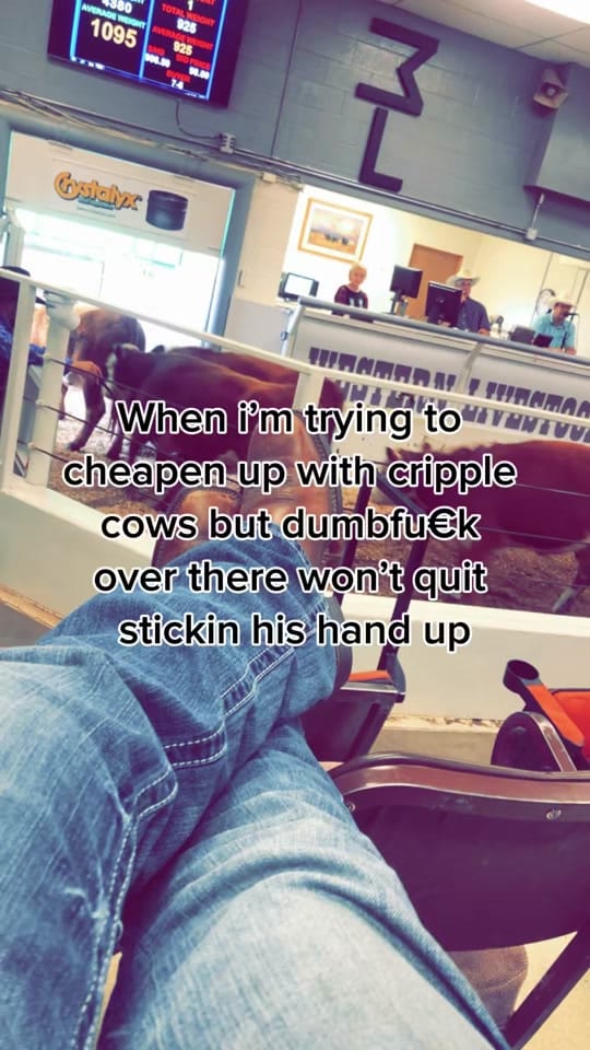 Post 5 by Cow Capone on TikTok (video)