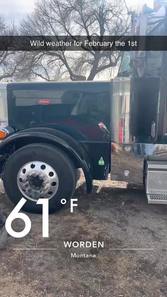 Post 2 by Cow Capone on TikTok (video)