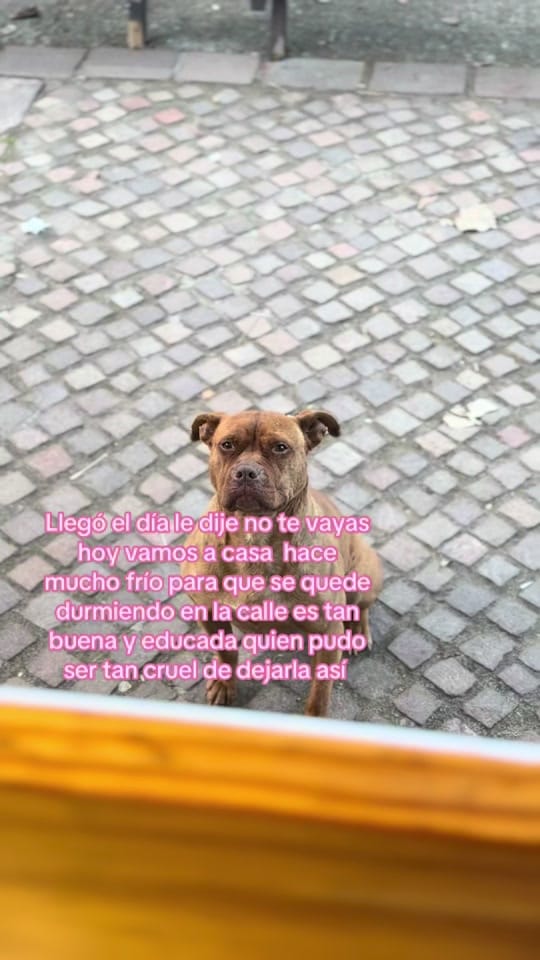 Post 8 by 👑Isa y sus mascotas 🐶🥰🐶🐶 on TikTok (video)