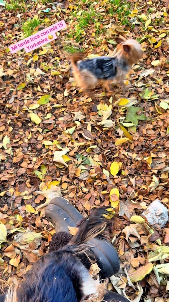 Post 7 by 👑Isa y sus mascotas 🐶🥰🐶🐶 on TikTok (video)