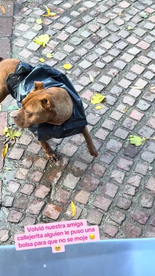Post 9 by 👑Isa y sus mascotas 🐶🥰🐶🐶 on TikTok (video)