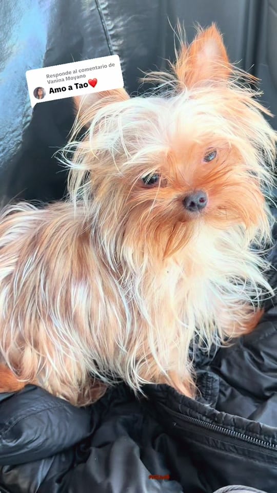 Post 4 by 👑Isa y sus mascotas 🐶🥰🐶🐶 on TikTok (video)