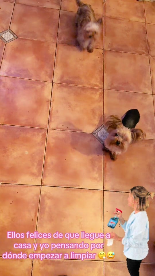 Post 2 by 👑Isa y sus mascotas 🐶🥰🐶🐶 on TikTok (video)
