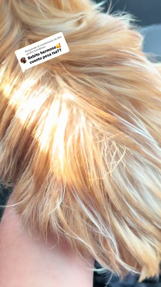 Post 3 by 👑Isa y sus mascotas 🐶🥰🐶🐶 on TikTok (video)