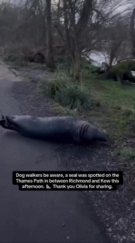 Post 8 by My Richmond on TikTok (video)