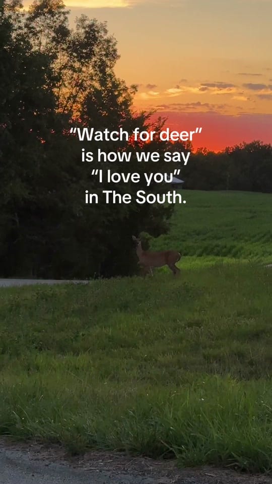Post 1 by The SOKY Horse Girls on TikTok (video)