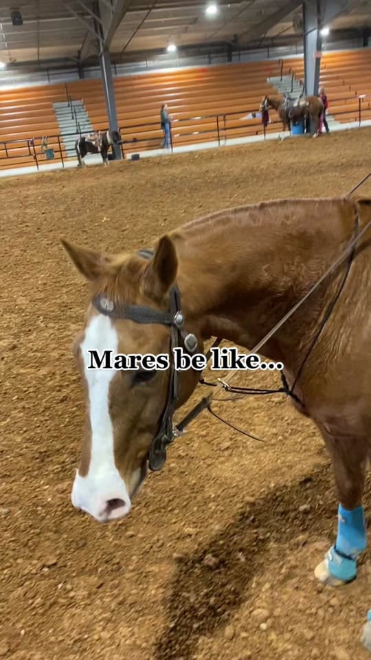 Post 10 by The SOKY Horse Girls on TikTok (video)