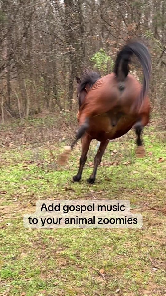 Post 8 by The SOKY Horse Girls on TikTok (video)