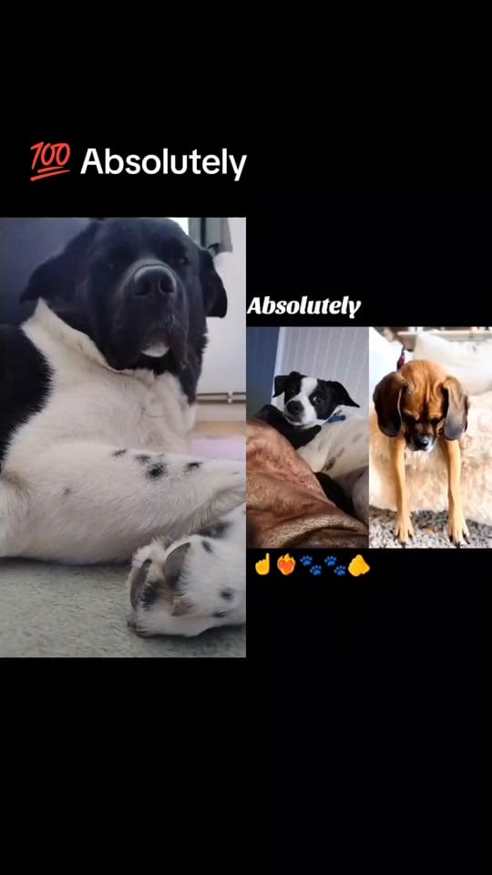 Post 9 by 💚🐾Rocky🐾💚 on TikTok (video)