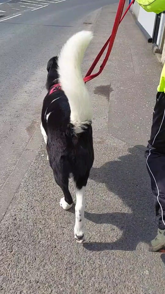Post 10 by 💚🐾Rocky🐾💚 on TikTok (video)